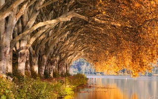 Картинка осень, осенние, время года, сезоны, сезонные, лес, деревья, дерево, природа, вода, озеро, пруд, река