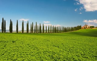 Картинка Тоскана, Италия, природа, тополь, пейзаж, луг, поле