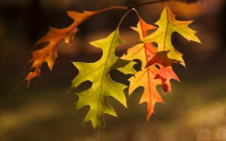Картинка листья, макро, ветка, осень