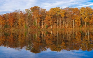 Картинка осень, осенние, время года, сезоны, сезонные, лес, деревья, дерево, природа, отражение
