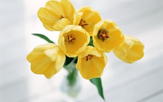 Картинка тюльпан, цветок, цветы, растение, растения, цветочный, букет, желтый