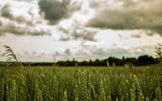 Картинка пшеница, колос, колосок, природа, облака, туча, облако, тучи, небо