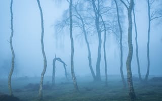 Картинка лес, деревья, дерево, природа, осень, туман, дымка, сумерки