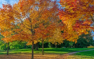 Картинка листья, трава, парк, дорожка, деревья, осень