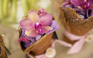 Картинка орхидея, лепестки, гортензия, корзинки, цветы