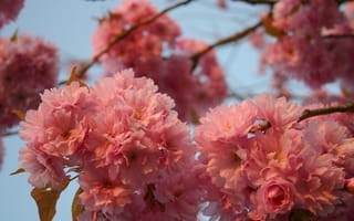 Картинка цветение, цветы, розовые, сакура, деревья, небо, ветви, лепестки, макро, весна