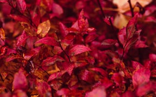 Картинка осень, осенние, время года, сезоны, сезонные, лист, растение, листья, листва, красный