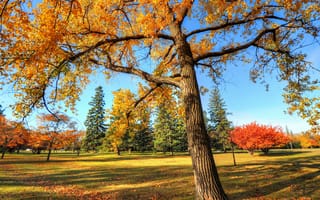 Картинка осень, парк, небо, деревья