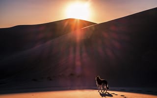 Картинка dog, dunes, sand, sunset