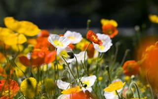 Картинка Маки, желтый, природа, цветы, оранжевый, макро, белый, лето