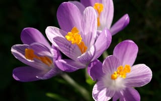 Картинка Крокусы, первоцвет, цветы, макро, весна