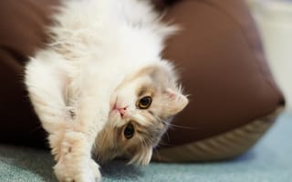 Картинка кошка, отдых, пол, подушка