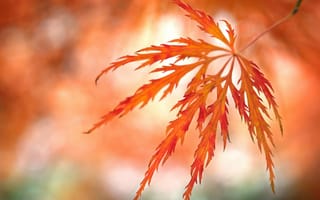 Картинка осень, осенние, время года, сезоны, сезонные, кленовый лист, лист, клен, листья, листва, оранжевый