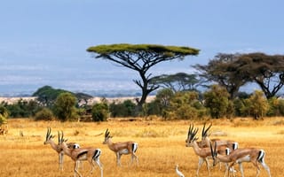 Картинка антилопа, животные, животное, природа, стадо, много, стая, саванна, сухая, Африка, африканская