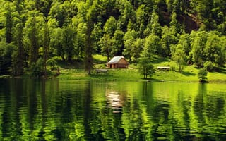 Картинка природа, лес, деревья, дерево, вода, озеро, пруд, отражение