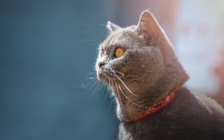 Картинка британские короткошёрстные, порода, кошка, кот, кошки, кошачьи, домашние, животные