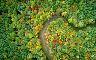 Картинка осень, осенние, время года, сезоны, сезонные, лес, деревья, дерево, природа, река, сверху, c воздуха, аэросъемка, съемка с дрона