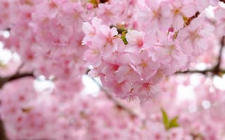 Картинка цветущая вишня, сакура, цветок, цветущий, весна, весенние, время года, сезоны, сезонные, природа, ветка