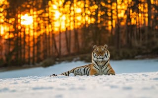 Картинка тигр, бенгальский тигр, полосатый, дикие кошки, дикий, кошки, большие кошки, большая кошка, хищник, животные, лес, деревья, дерево, природа, зима, вечер, закат, заход