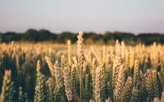 Картинка пшеница, колос, колосок, природа, поле