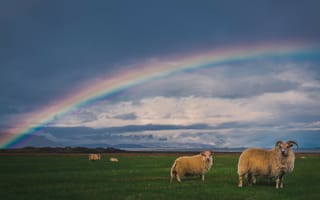Картинка овца, баран, рога, животные, животное, природа, луг, поле, радуга