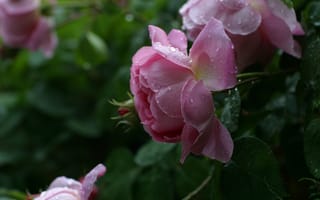 Картинка Розы, лето, цветы, розовый, бутон, капли