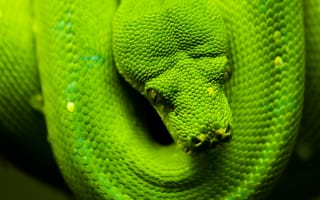 Обои чешуя, зеленый, змея, голова