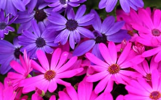 Картинка маргаритка, цветок, цветы, растение, растения, цветочный, розовый, фиолетовый