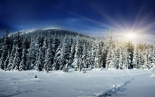 Обои ёлки, зима, солнце, лес, снег