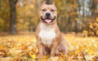 Картинка Собака, осень, листва