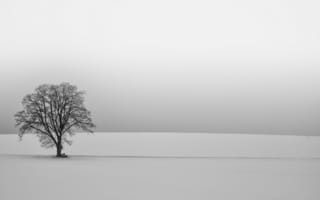 Картинка дерево, зима, снег