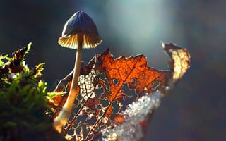 Картинка гриб, лист, растение, осень, осенние, время года, сезоны, сезонные, макро, крупный план