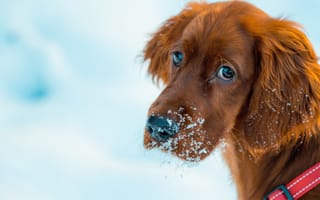 Картинка собаки, собака, пес, животное, животные, питомец, щенок, зима, снег