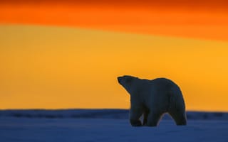 Картинка закат, Белая медведица, горизонт, Национальный Арктический заповедник, ледяная пустыня, Аляска