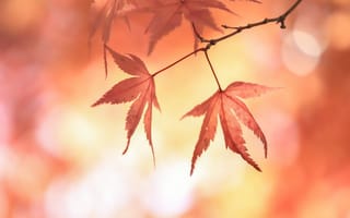 Картинка листья, японский клен, блики, красные, ветка