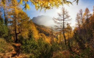 Картинка осень, осенние, время года, сезоны, сезонные, лес, деревья, дерево, природа