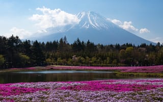 Картинка Фудзияма, Фудзи, гора, вулкан, Япония, горы, природа, поле, вода, озеро, пруд, цветок