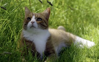 Картинка кошка, тень, трава, лето