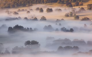 Картинка вид, склон, деревья, утро, туман, природа