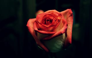 Обои роза, rose, цветок