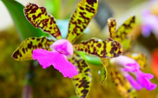 Картинка орхидея, экзотика, макро, лепестки
