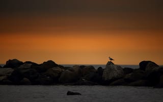 Картинка закат, птица, море, камни