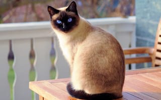 Картинка сиамская кошка, сиамская, порода, кошка, кот, кошки, кошачьи, домашние, животные