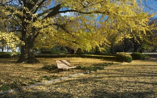 Картинка листья, скамья, осень, дерево, парк, трава