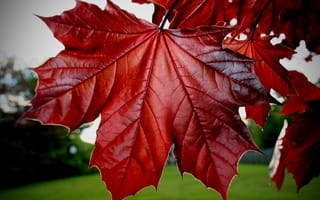 Картинка кленовый лист, лист, клен, осень, осенние, время года, сезоны, сезонные, листья, листва