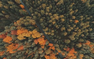 Картинка осень, осенние, время года, сезоны, сезонные, лес, деревья, дерево, природа, дорога, сверху, c воздуха, аэросъемка, съемка с дрона