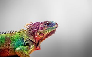 Картинка Игауна, ящерица, animals, цвета, iguana