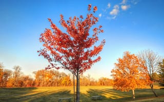 Картинка осень, трава, небо, парк, листья, скамья, деревья, стол
