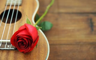 Картинка роза, цветок, цветы, растение, растения, цветочный, гитара, струны, музыка