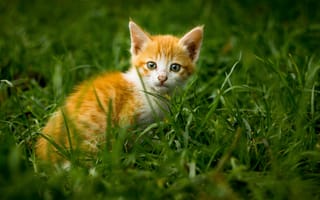 Картинка котенок, кот, маленький, кошки, кошка, кошачьи, домашние, животные, рыжий, трава, растение